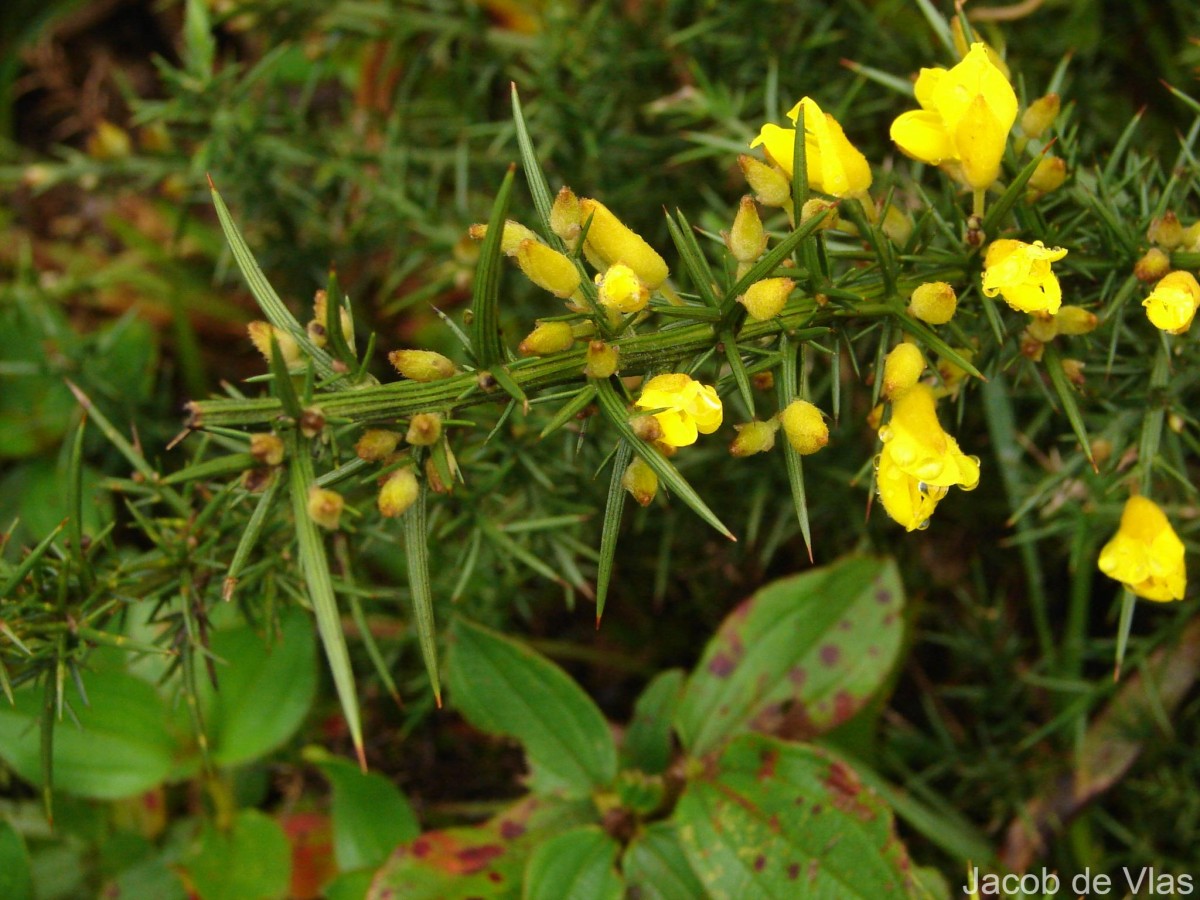 Ulex europaeus L.